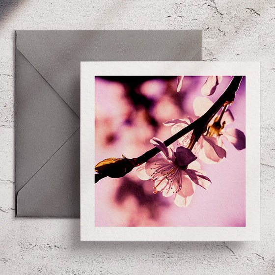 Gifts for women UK, Funny Greeting Cards, Wrendale Designs Stockist, Berni Parker Designs Gifts Greeting Cards, Engagement Wedding Anniversary Cards, Gift Shop Shrewsbury, Visit Shrewsbury Wendy Bell Designs Blank Any Occasion Greeting Cards Enchanted Garden Shropshire Countryside Photography Plum Cherry Blossoms