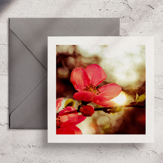 Gifts for women UK, Funny Greeting Cards, Wrendale Designs Stockist, Berni Parker Designs Gifts Greeting Cards, Engagement Wedding Anniversary Cards, Gift Shop Shrewsbury, Visit Shrewsbury Wendy Bell Designs Blank Any Occasion Greeting Cards Enchanted Garden Shropshire Countryside Photography Red Blossoms Morning Sun 